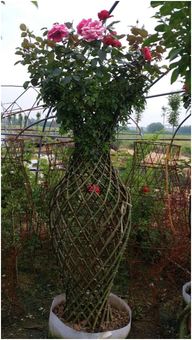 2020年农业林业创业好项目 花卉苗木种植 海棠植物编艺工艺分享