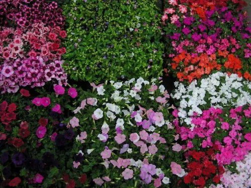 花卉的定义
