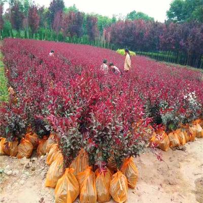 青海紫叶矮樱_樱花种植基地_抗寒绿化苗木