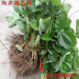 塔城高产红袖添香草莓苗种植管理