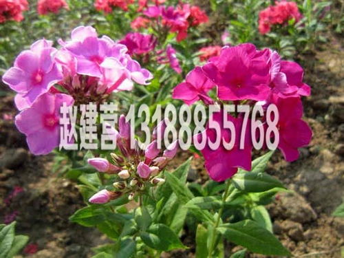 宿根福禄考小苗 青州市赵建营花卉苗木种植专业合作社 芝樱,丛生福禄考,柳叶马鞭草,马鞭草,