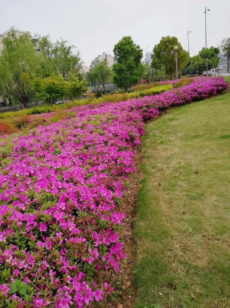 毛杜鹃苗大量供应!#苗木种植基地 #花卉基地 #庭院花卉 #