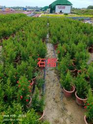 老梁时花批发,花卉批发,花苗种植,苗木花卉,草坪草皮铺种,花坛摆设