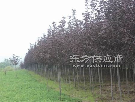 兰州苗木种植 甘肃哪里有出售苗木图片