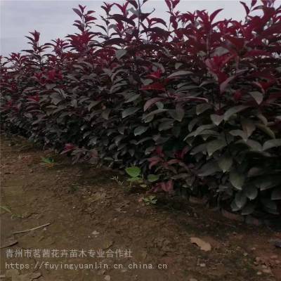 红叶李价格大全,红叶李种植户,红叶李图片