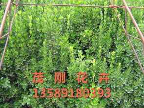 青州市茂刚花卉苗木专业合作社 热卖促销 阿土伯网
