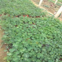 【羽扇豆,羽扇豆种植基地,羽扇豆出售图片】羽扇豆,羽扇豆种植基地,羽扇豆出售 - 青州市茗茜花卉苗木专业合作社