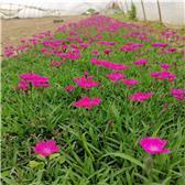大滨菊 宿根花卉 苗木栽植工人