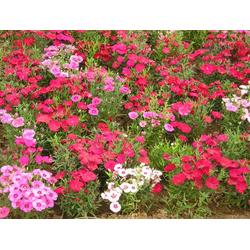 各种时令草花种植基地,时令草花,山一花卉苗木 查看