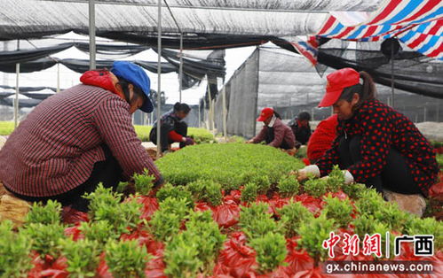 新春小苗木俏销 荔浦农民迎兔年开工 开门红