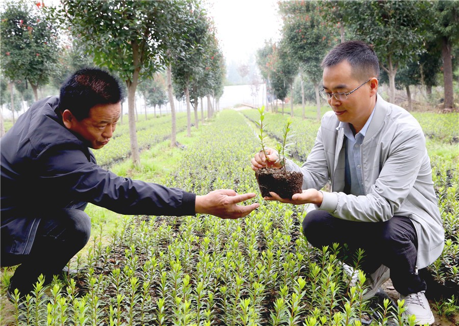 河南叶县:花卉苗木种植助农增收脱贫