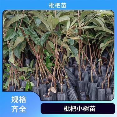 适合重庆种植的盆栽花卉