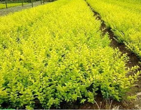 绿化苗木种植基地 青州市好平花卉苗木种植专业合作社 绿化苗木 宿根花卉 时令草花 乔木 花