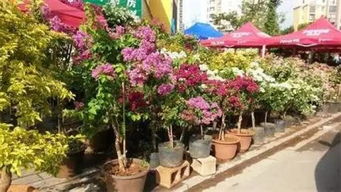 先锋旅游丨当宜良的花街节遇上端午节,必须约起来