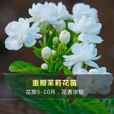 茉莉花的价格多少钱一斤