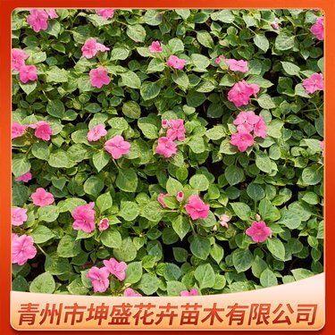 凤仙花多少钱一盆