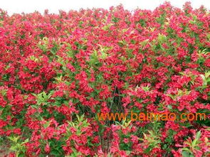 宿根花卉种植 青州红王子锦带 草花种植批发价格 春韵苗木,宿根花卉种植 青州红王子锦带 草花种植批发价格 春韵苗木生产厂家,宿根花卉种植 青州红王子锦带
