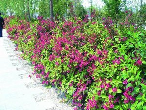 【花卉苗木庭院价格】最新花卉苗木庭院