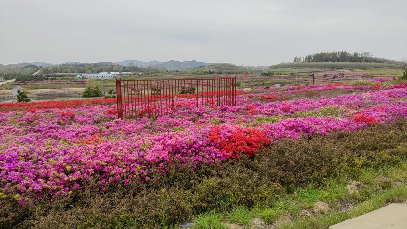耐寒韩国杜鹃花,每年10-12月,最佳栽植季节来啦!