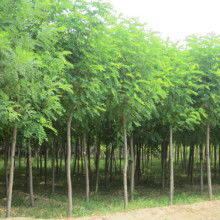 郓城县昊源苗木种植场