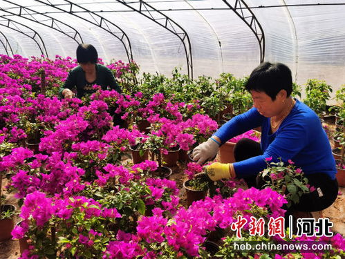 河北高碑店 花卉苗木种植助致富增收