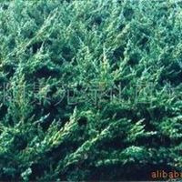 苗木 花木 花卉 绿化苗木 草坪 草坪 草种江苏 宿迁刘仰兵产品供应第62页