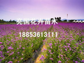价格实惠的草本植物就在亮国花卉苗木 马鞭草批发价格
