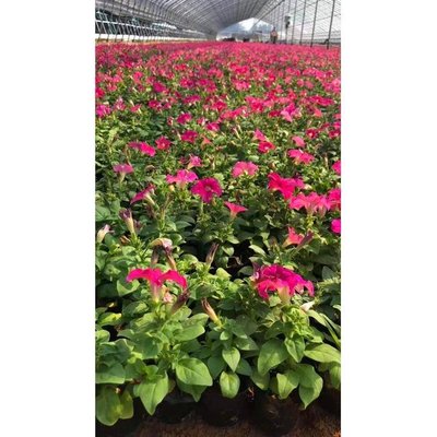 绿化牵牛花苗 广西精品牵牛花价格 经典花坛打造用矮牵牛小苗