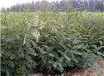 山东临沂花椒苗批发基地客源不断,成活率超高速来订购-河东区东鹏苗木花卉种植专业合作社提供山东临沂花椒苗批发基地客源不断,成活率超高速来订购的相关介绍、产品、服务、图片、价格山东东鹏苗木基地,北美海棠专业种植基地。品种齐全、木瓜海棠苗、木瓜苗批发、霍巴海棠、红巴伦海棠、北美海棠种植基地、