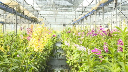花开正盛 东方花卉产业好 丰 景