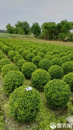 四川成都金叶女贞球基地