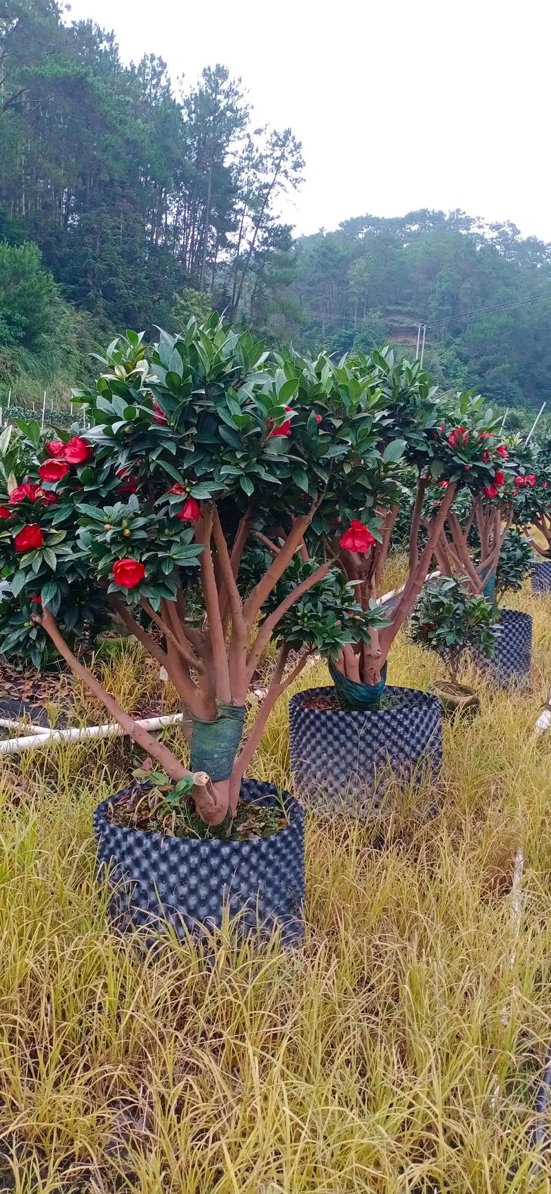 棕榈四季茶花生产#苗木种植基地 #花卉绿植 #四季茶花 #盆