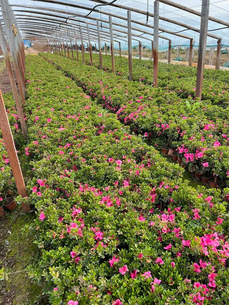 青州石岩杜鹃.#花卉基地 #苗木种植基地 #基地直发 #种植
