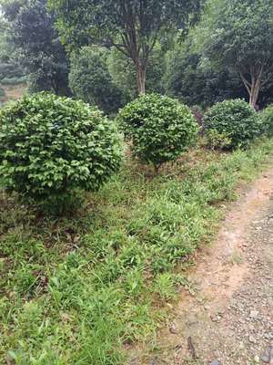 【茶花】茶花_供应商_价格_产地_图片_湖南省长沙市雨花区跳马钱氏苗圃