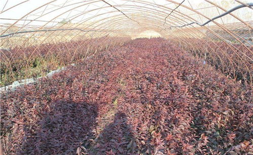 山东潍坊红叶李种植基地大量低价出售4 10cm红叶李树苗 青州市万绿花卉苗木专业合作社 绿