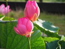 绿色氧吧提供花卉 绿色花卉 绿色花卉价格 花卉品种,绿色氧吧提供花卉 绿色花卉 绿色花卉价格 花卉品种生产厂家,绿色氧吧提供花卉 绿色花卉 绿色花卉价格 花卉品种价格