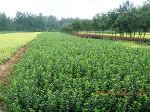 潍坊苗木上哪买 绿化苗木种植基地,潍坊苗木上哪买 绿化苗木种植基地生产厂家,潍坊苗木上哪买 绿化苗木种植基地价格