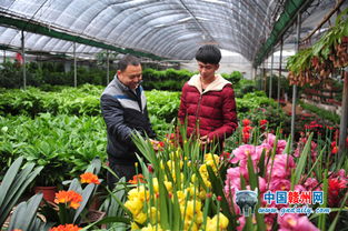江西 会昌县花卉苗木种植成增收亮点