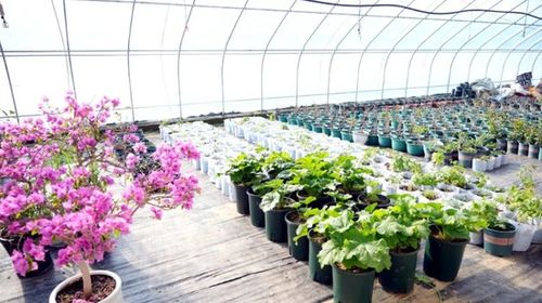 打造花卉苗木产业 助推乡村高质量发展