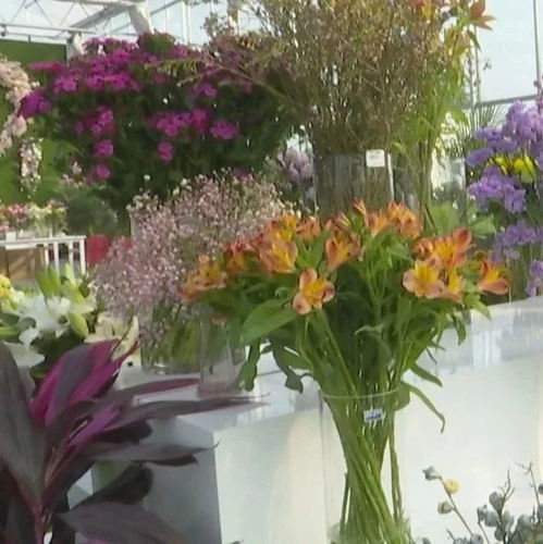花间密码 特色花卉种植,从这里起航