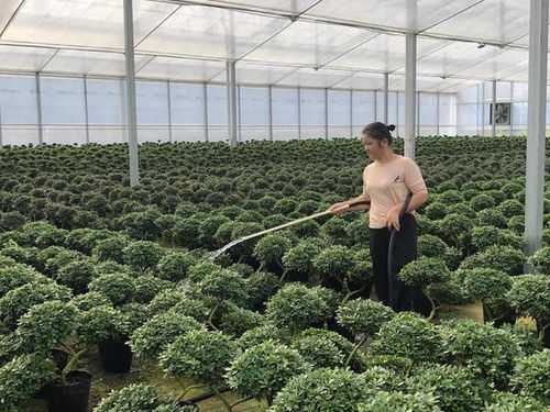 脱贫振兴八闽行 漳平永福镇十里花街花木合作社助力村民脱贫致富