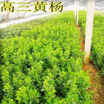 【宝鸡小叶女贞-苗木花卉市场-小叶女贞球降价处理图片】宝鸡小叶女贞-苗木花卉市场-小叶女贞球降价处理 - 周至县绿森园艺苗圃