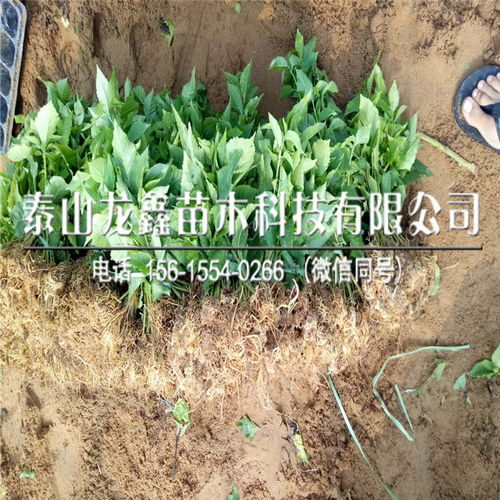 山东美早樱桃树苗价格 美早樱桃树苗哪里批发