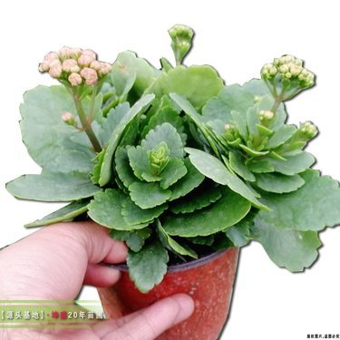 山东青州长寿花种植基地