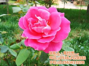 草花 百日草草花 鑫宇花卉 认证商家