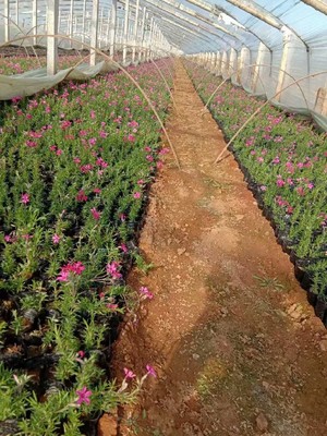 晓敏花卉芝樱批发基地,黑龙江生产芝樱出售