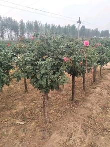 恭喜方城县绿怡苗木种植专业合作社入驻苗木通平台 专做精品苗木