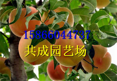 18贵州安顺苹果树苗基地 新闻0