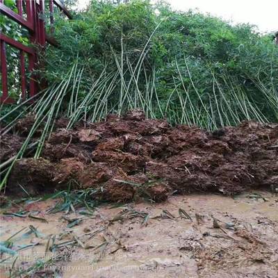 主营产品:花卉租摆、工厂绿化工程、各种绿化苗木、花卉基地直销