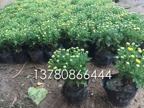 【青州苗圃国庆菊基地批发】- 